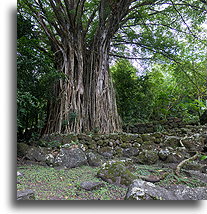 Teiipoka::Nuku Hiva, Markizy::