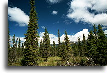 Czarna sosna::Alaska, Stany Zjednoczone::