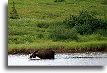Łoś::Alaska, Stany Zjednoczone::