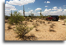 Na pustyni Sonora::Pustynia Sonora, Arizona, USA::