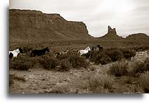 Mustangi::Arizona, Stany Zjednoczone::