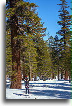 Wielkie drzewa na szlaku::Mammoth, Kalifornia, USA::