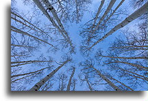 Topole osikowe::Beaver Creek, Kolorado, USA::
