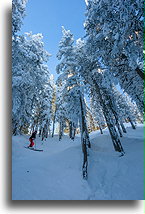 Trasa Christmas Tree Bowl::Steamboat, Kolorado, USA:::