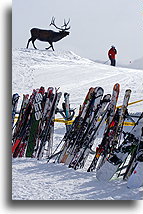 Pomnik Wapiti::Vail, Kolorado, USA::