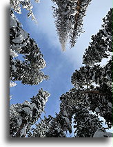 Sosny wydmowe::Vail, Kolorado, USA::
