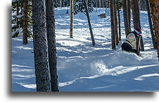 Narciarstwo między drzewami::Vail, Kolorado, USA::