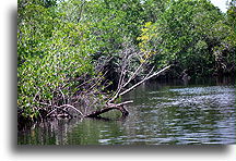 Everglades #1::Everglades, Floryda, Stany Zjednoczone::
