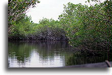 Everglades