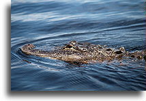 Aligator::Everglades, Floryda, Stany Zjednoczone::