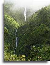 Dziewicza roślinność::Kauai, Hawaje::