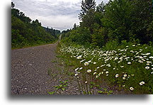 Jedna z dróg w lasach Maine::Maine, Stany Zjednoczone::