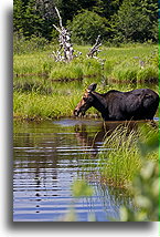 Łoś w wodzie::Maine, Stany Zjednoczone::