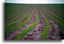Farma Amiszy::Powiat Lancaster, Pensylwania, Stany Zjednoczone::