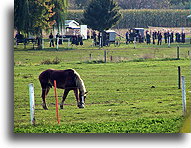 Niedziela Amiszy::Powiat Lancaster, Pensylwania, Stany Zjednoczone::