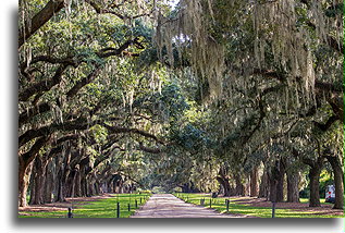 Aleja dębów::Plantacja Boone Hall, Karolina Południowa, USA::