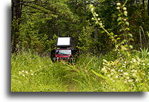 Gotowi na zaćmienie::Francis Marion National Forest, Karolina Południowa, USA::