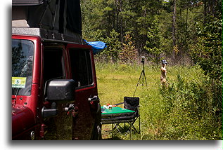 Oglądanie zaćmienia::Francis Marion National Forest, Karolina Południowa, USA::