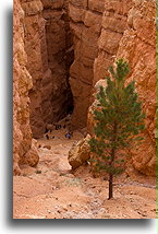 W dół Wall Street::Kanion Bryce, Utah, USA::