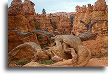 Miejsce Queen Victoria::Kanion Bryce, Utah, USA::