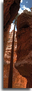 Daglezja na Wall Street::Kanion Bryce, Utah, USA::