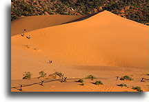 Wspinając się na wydmy::Coral Pink Sand Dunes, Utah, USA::
