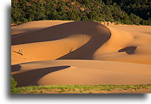 Wydma w kształcie półkiężyca::Coral Pink Sand Dunes, Utah, USA::