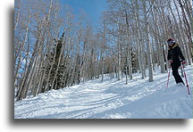 Brzozowy las::Park City, Utah, Stany Zjednoczone::