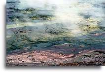Termofile::Park Yellowstone, Stany Zjednoczone::