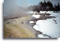 Żyjąca sinica::Park Yellowstone, Stany Zjednoczone::