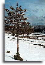 Dolina Madison::Park Yellowstone, Stany Zjednoczone::