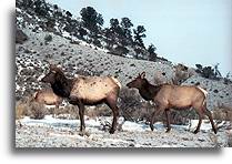 Jeleń szlachetny (Wapiti)::Park Yellowstone, Stany Zjednoczone::